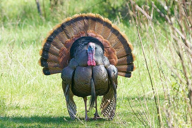 Wild turkey — public-domain reference photo