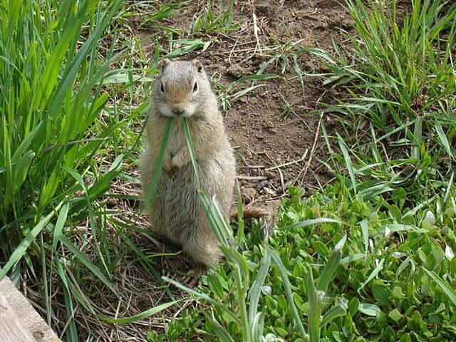 Wyoming ground squirrel — public-domain reference photo
