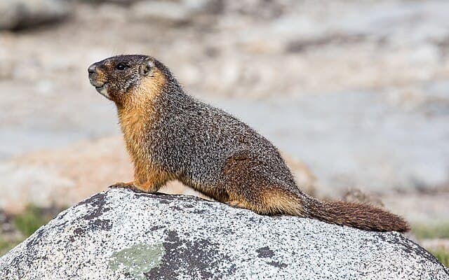 Yellow-bellied marmot — public-domain reference photo