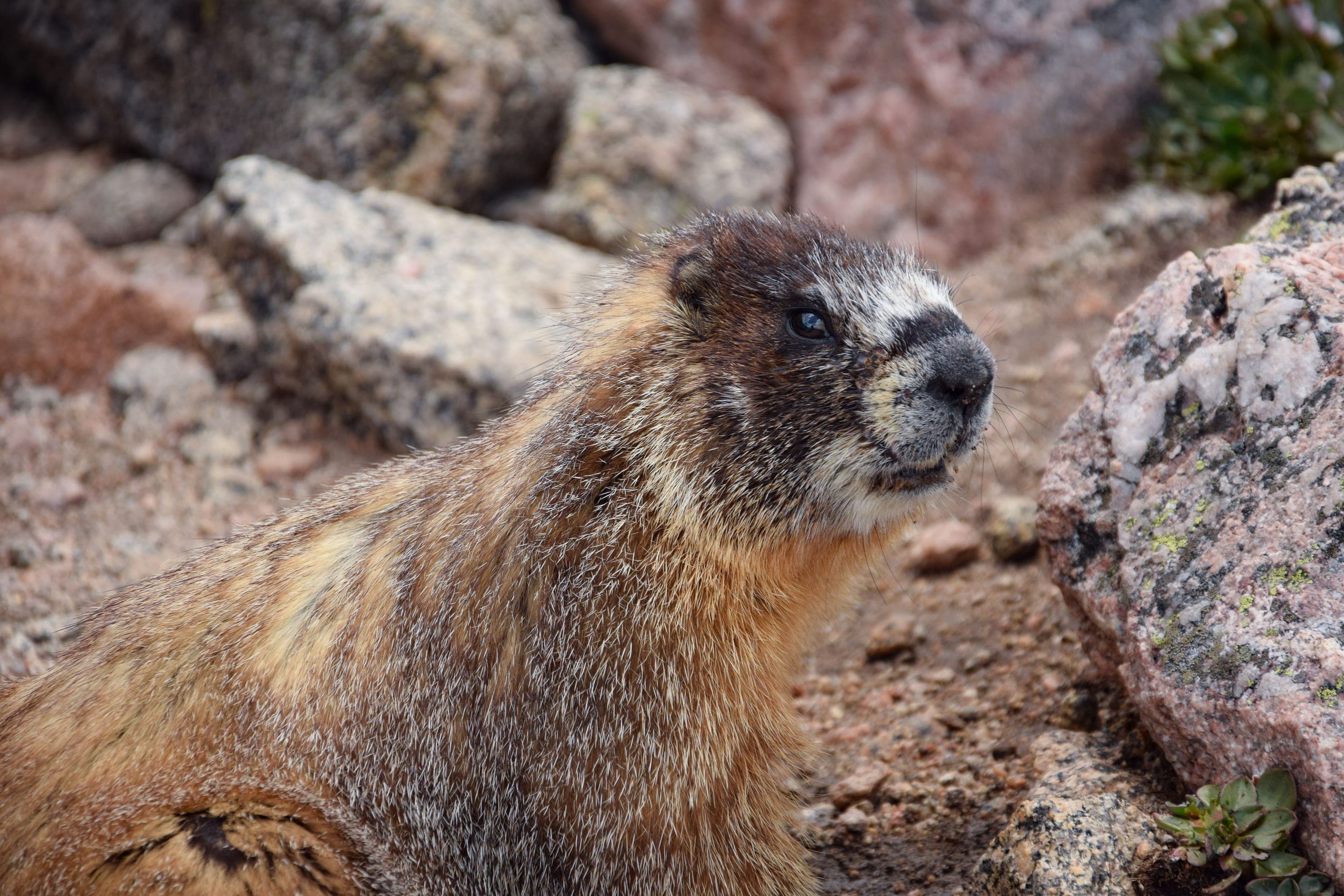Yellow-bellied marmot
